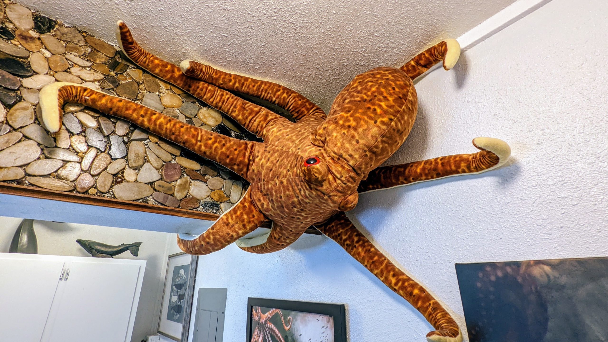 Octopus Hideaway